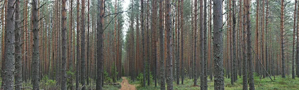 Herfst vuren bos — Stockfoto