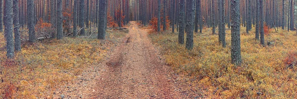 Hösten spruce skog — Stockfoto