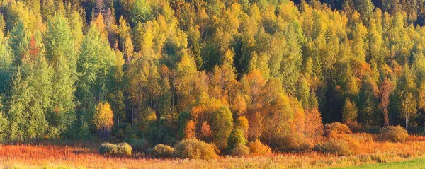 Осінній ліс — стокове фото