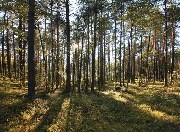 Pine forest — Stock Photo, Image