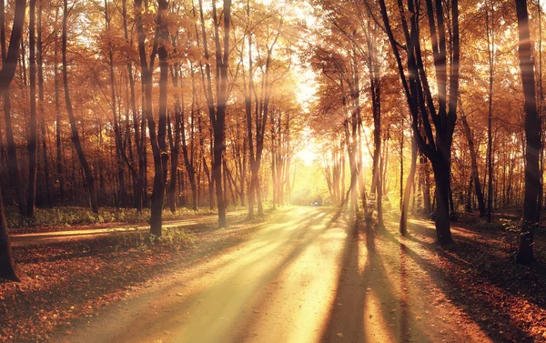 Promienie światła w parku jesień — Zdjęcie stockowe