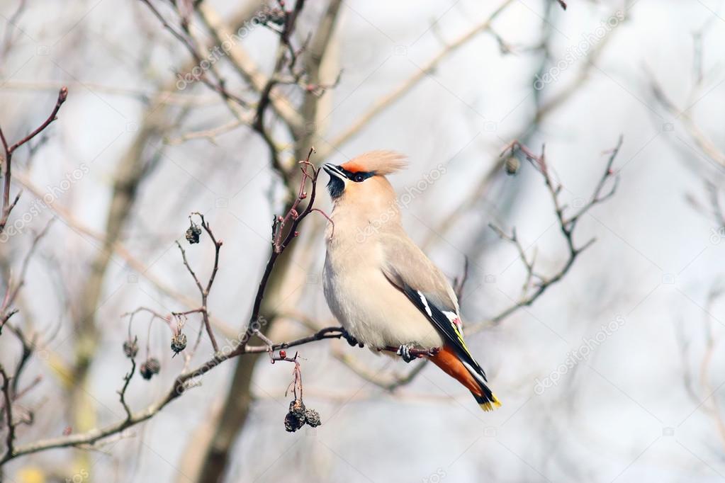 Waxwing on branches