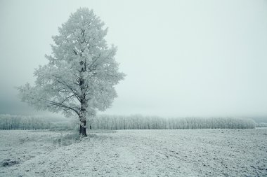 Yalnız kış ağaç