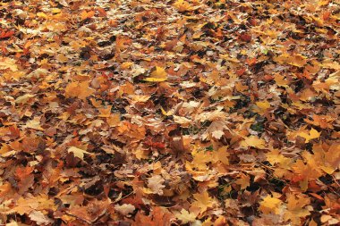 sarı yaprakların arka plan