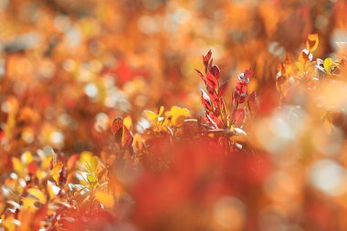 yaprakları arka plan