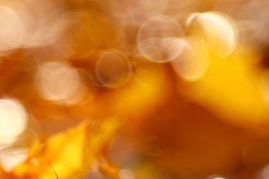 Sonbahar arkaplanı bulanık