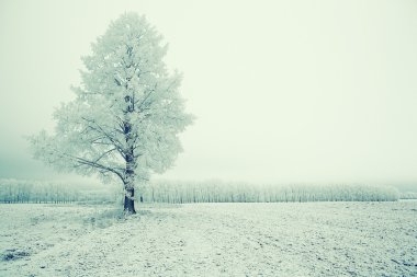 Yalnız kış ağaç