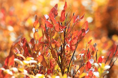 yaprakları arka plan