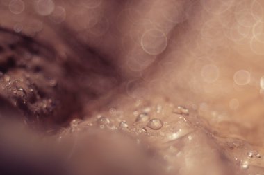 kahverengi doku soyut