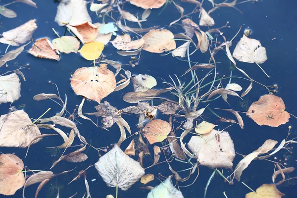 Blätter auf dem Wasser — Stockfoto