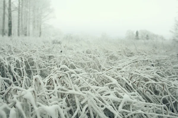 Bevroren gras — Stockfoto