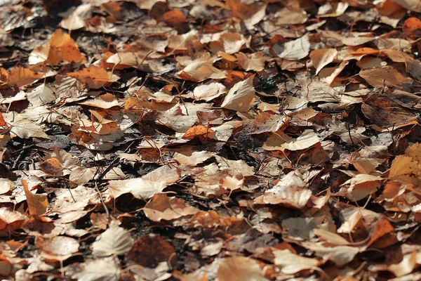 Yellow leaves background — Stock Photo, Image