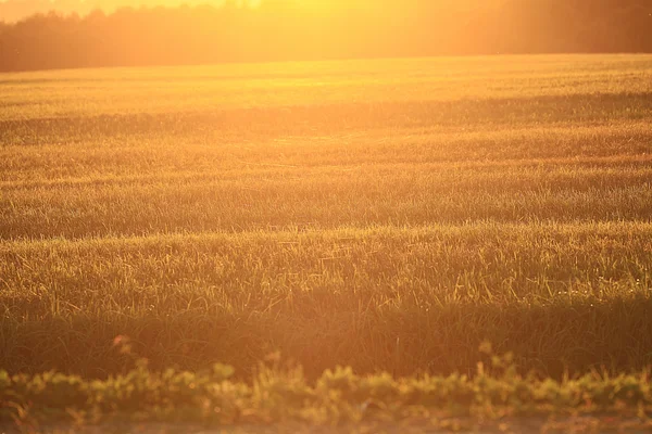 Campo tramonto — Foto Stock