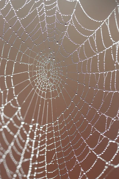 Spider background — Stock Photo, Image