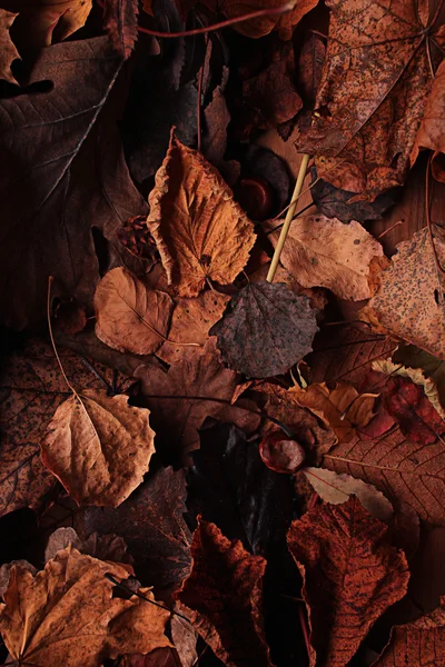 Herbstblätter — Stockfoto