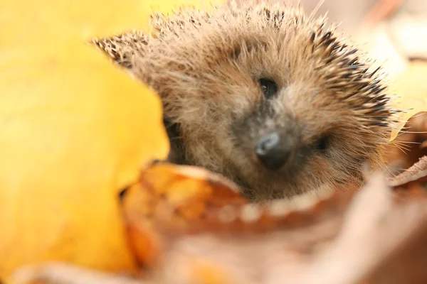 Egel in bos — Stockfoto