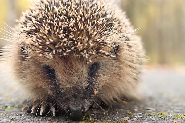 Hedgehog in forest — Stock Photo, Image