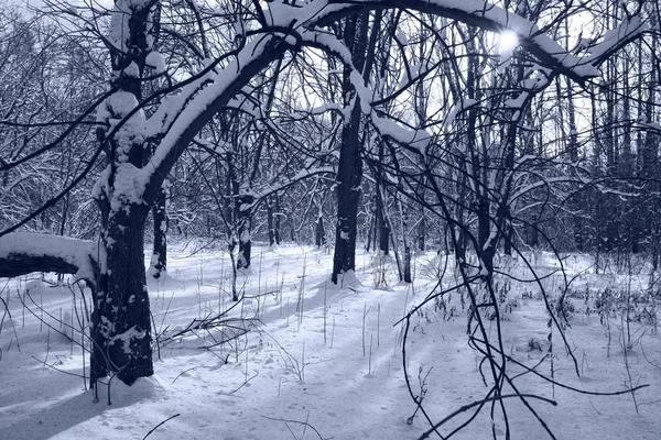 Bosque de invierno —  Fotos de Stock