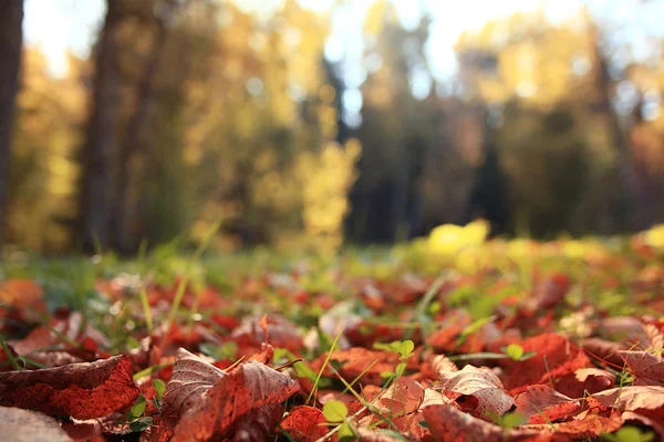 Yellow leaves in forest — Stock Photo, Image