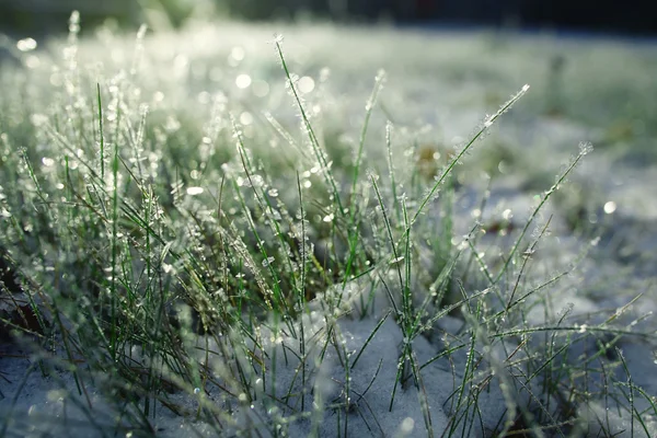 Winter tree — Stock Photo, Image