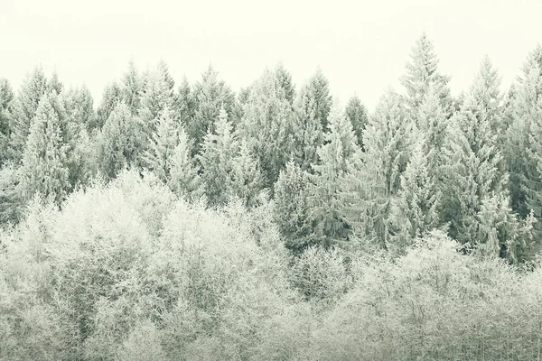 Śnieg lasu — Zdjęcie stockowe