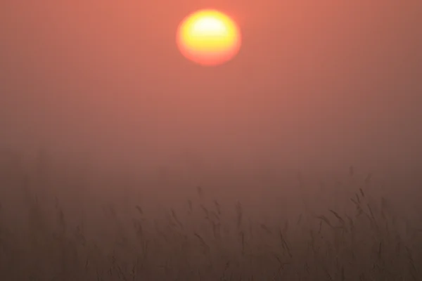 Zonsondergang op veld — Stockfoto