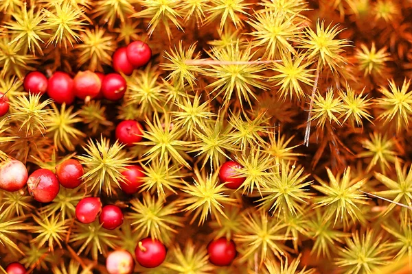 Preiselbeeren Hintergrund — Stockfoto