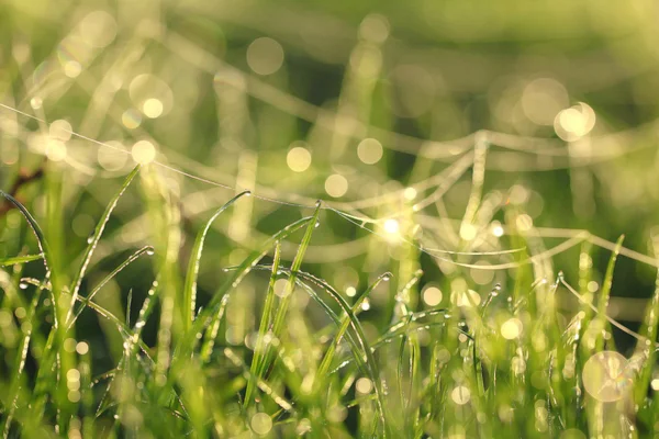 Freen wet grass — Stock Photo, Image