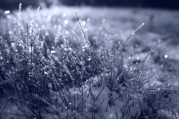 Gefrorenes Gras — Stockfoto