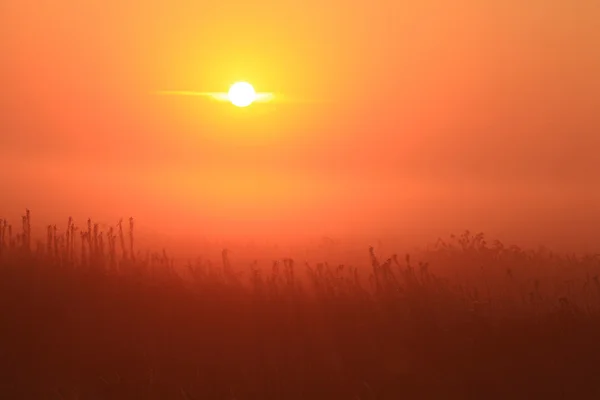 Nebel auf dem Feld — Stockfoto