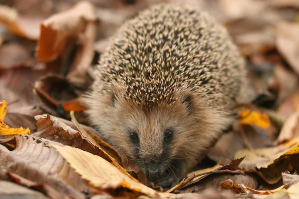 Hedgehog in forest — Stock Photo, Image