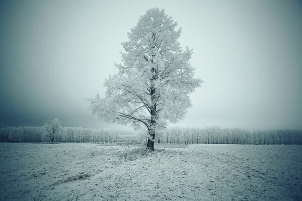 Arbre d'hiver solitaire — Photo