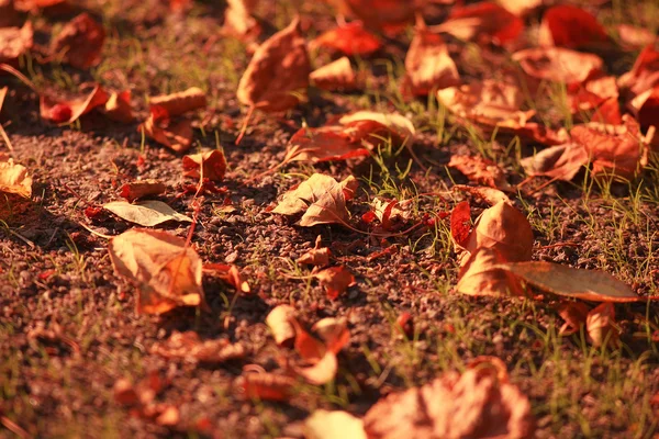 Sárga levelek — Stock Fotó