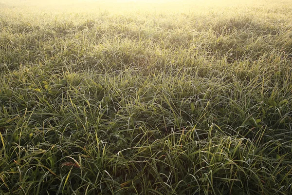 Freies nasses Gras — Stockfoto