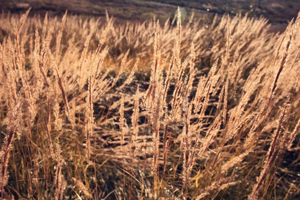 Fond d'herbe jaune — Photo