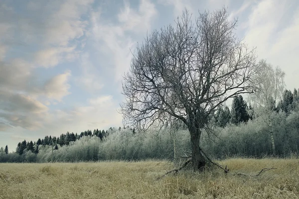 Osamělý strom — Stock fotografie