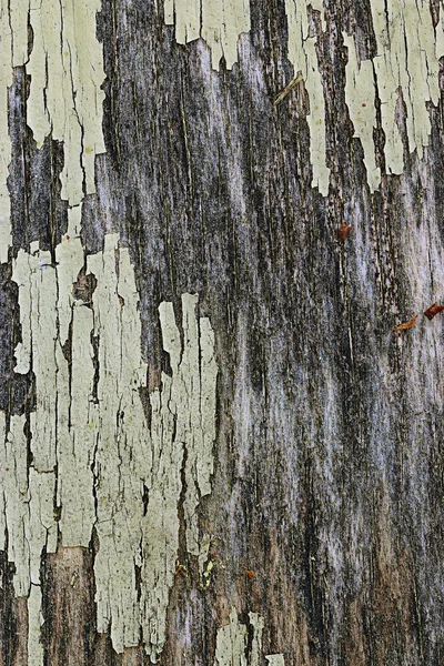 Holzstruktur — Stockfoto