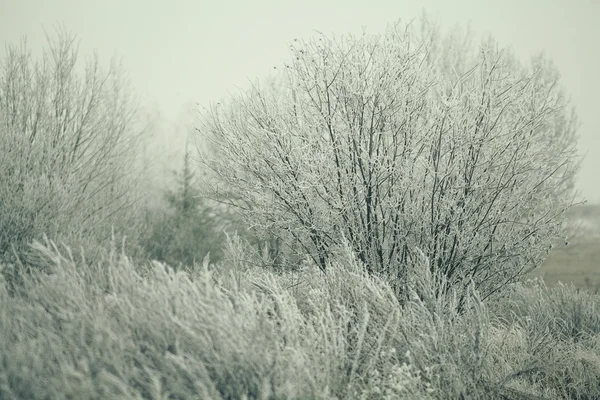 Árboles de invierno — Foto de Stock