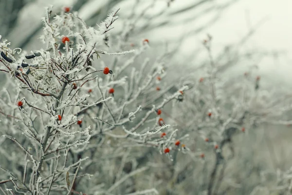 Ramos cobertos de neve — Fotografia de Stock