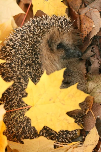 Egel in bos — Stockfoto