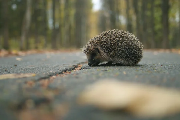 Hedgehog in forest — Stock Photo, Image