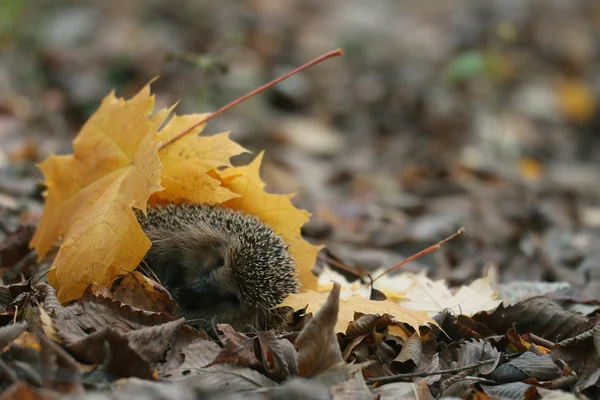 Hedgehog in forest — Stock Photo, Image