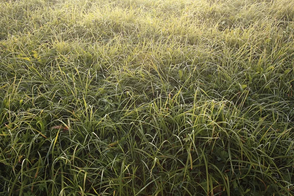 Freen vått gräs — Stockfoto