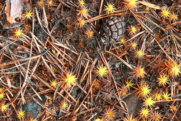 Yellow moss — Stock Photo, Image