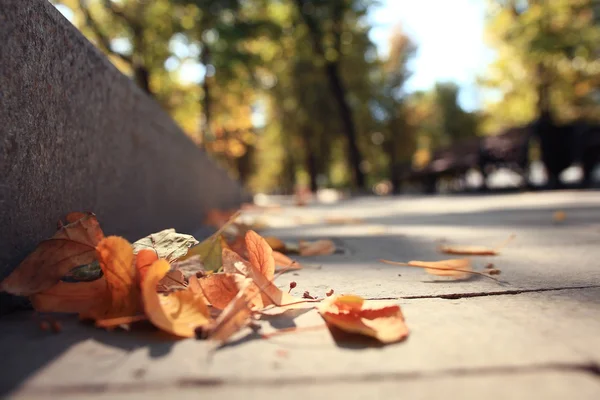 Autumn park — Stock Photo, Image