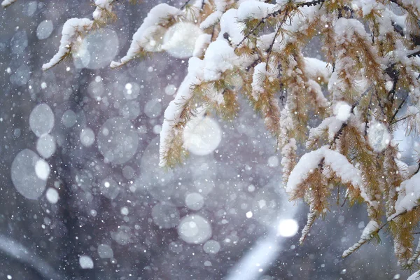 Sneeuw takken — Stockfoto