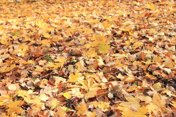 Yellow leaves background — Stock Photo, Image