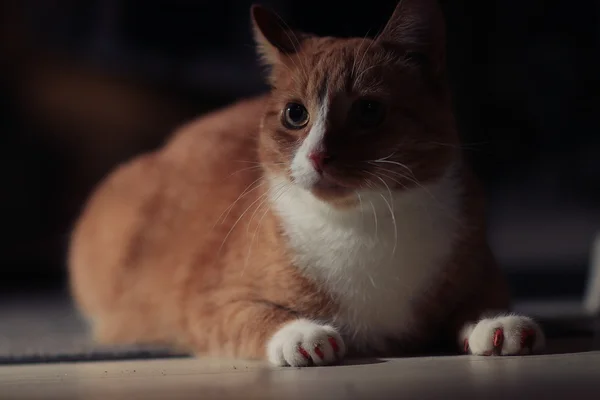 Gato rojo — Foto de Stock