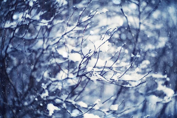 겨울 가지들 — 스톡 사진
