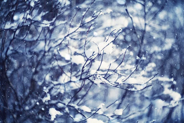 Winter branches — Stock Photo, Image